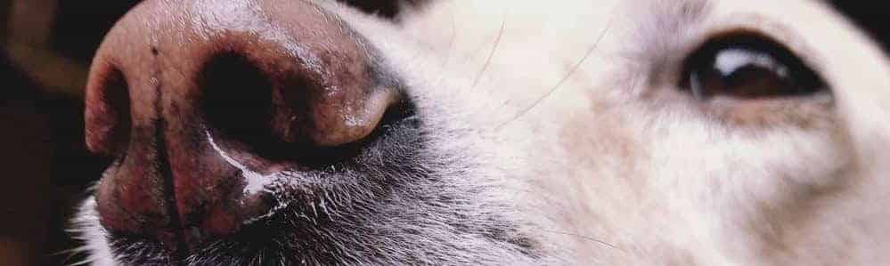 what causes canine oral melanoma