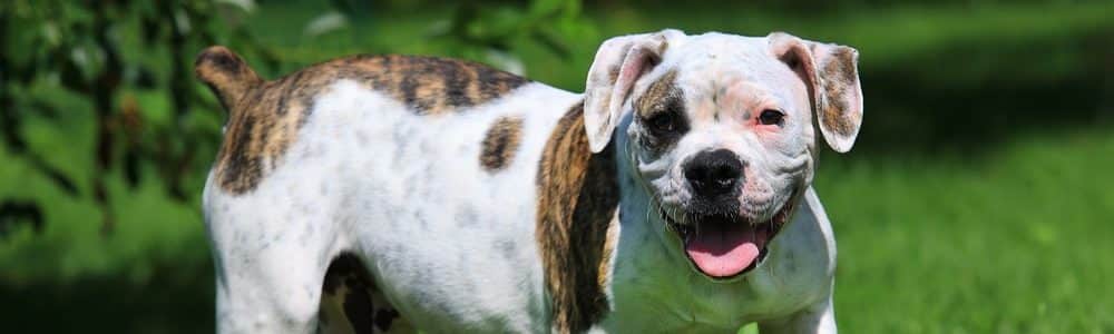 american bulldog