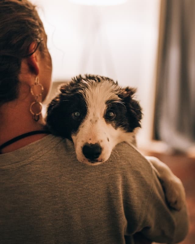 miniature collie