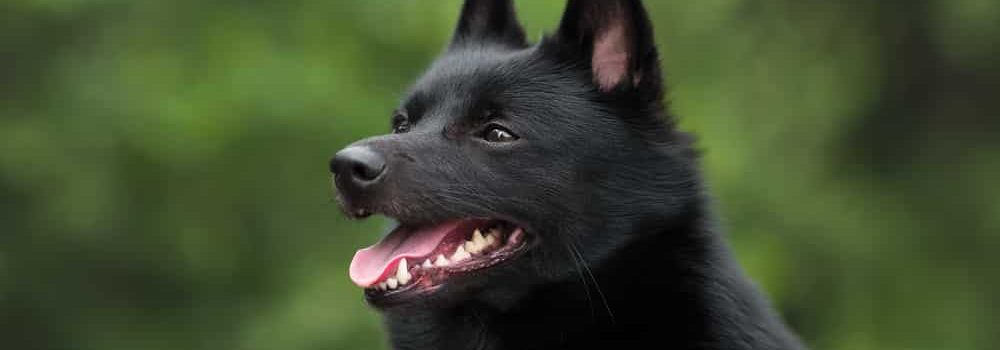 schipperke dog