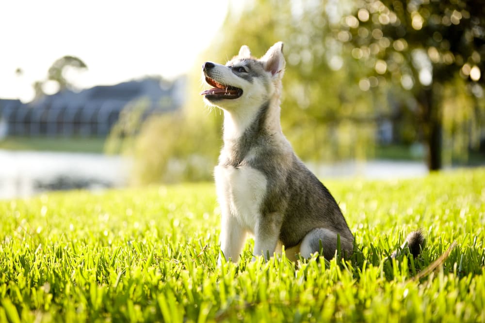 Alaskan Klee Kai