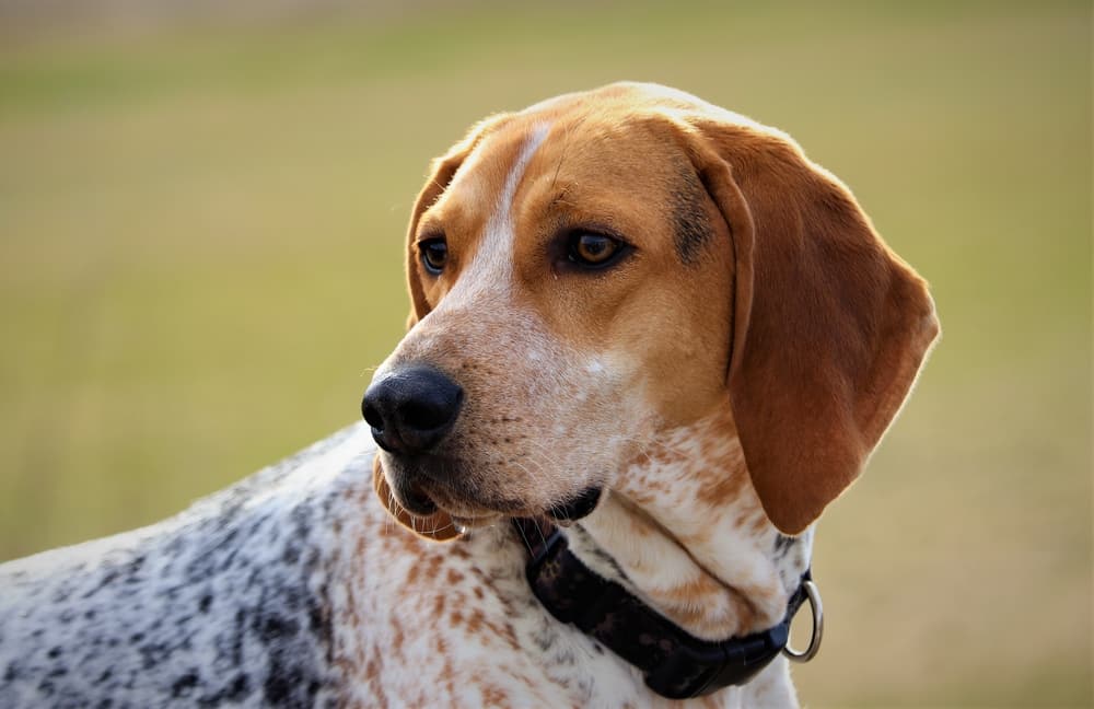 red english coonhound