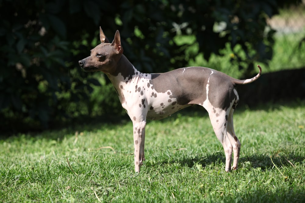 american hairless terrier