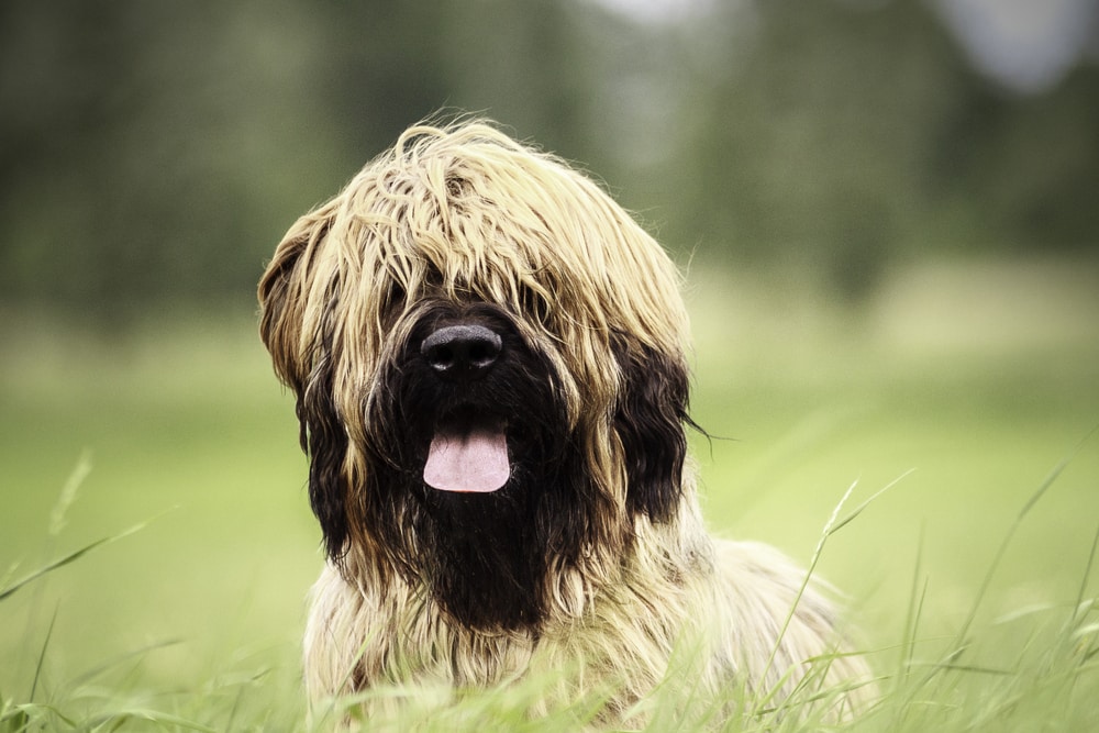 Briard: Breed information | Pet Insurance Quotes