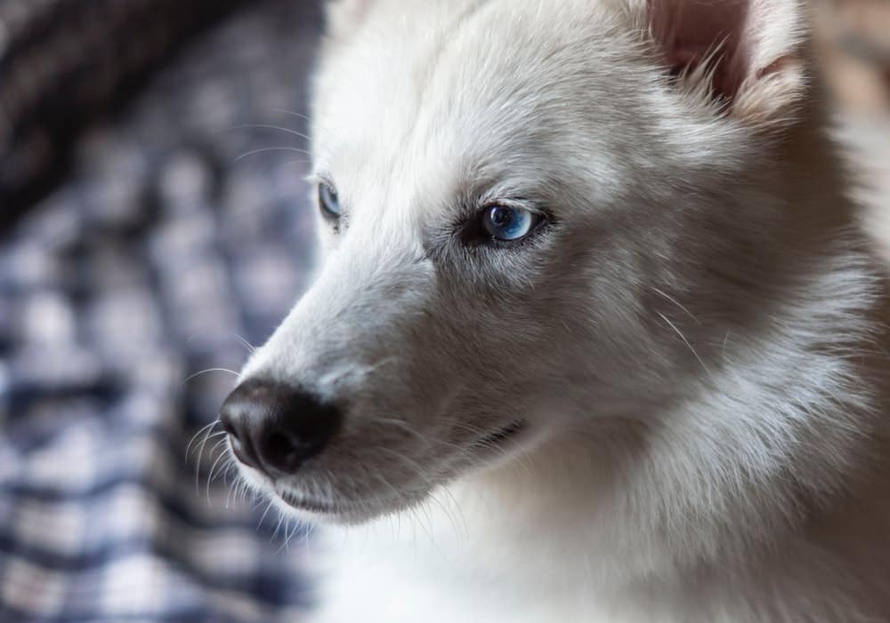 japanese spitz