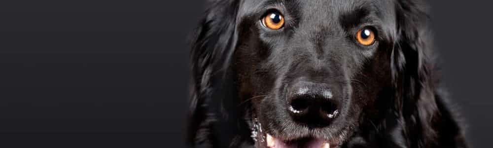 Megaesophagus In Dogs  Learn About Symptoms And Treatments