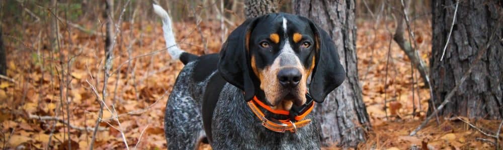 bluetick coonhound hunting