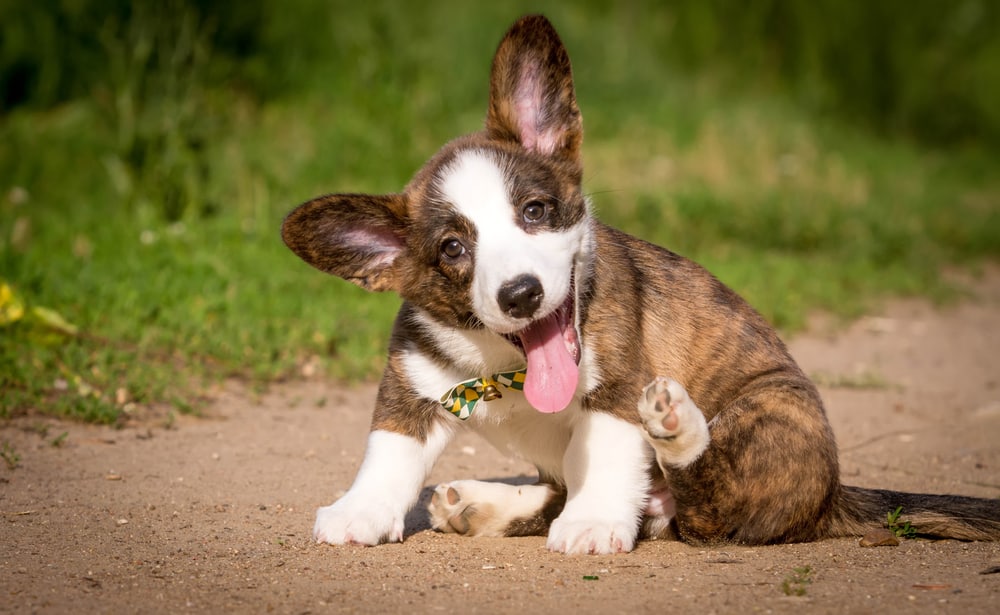 cardigan welsh corgi