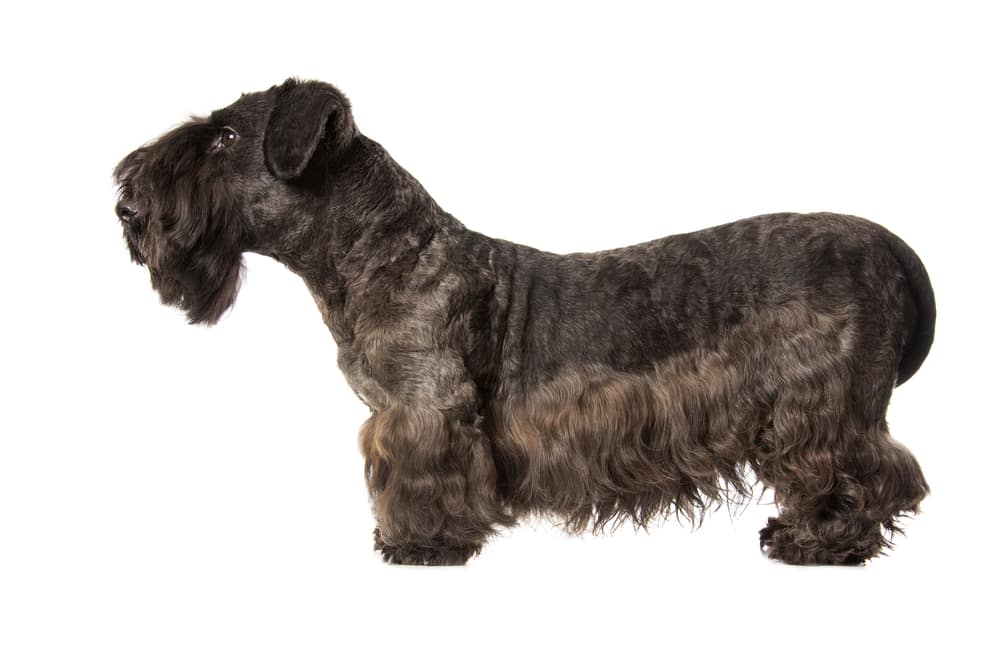 cesky terrier dog breed