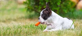 Can Dogs eat Carrots