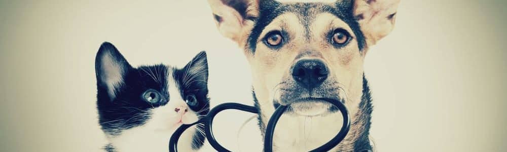Pet Insurance Accident And Illness Coverage Compare Plans And Prices