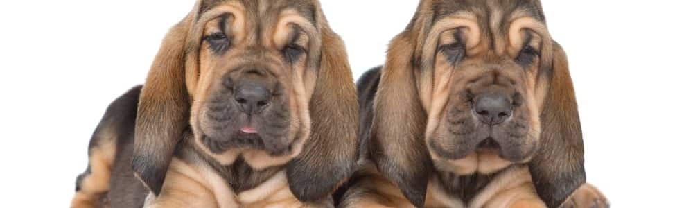 bloodhound dogs