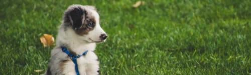 Find Pet Insurance That Covers Spay And Neuter Costs