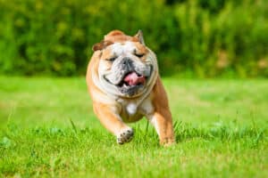 An English Bulldog running towards the camera outside with its tongue out.