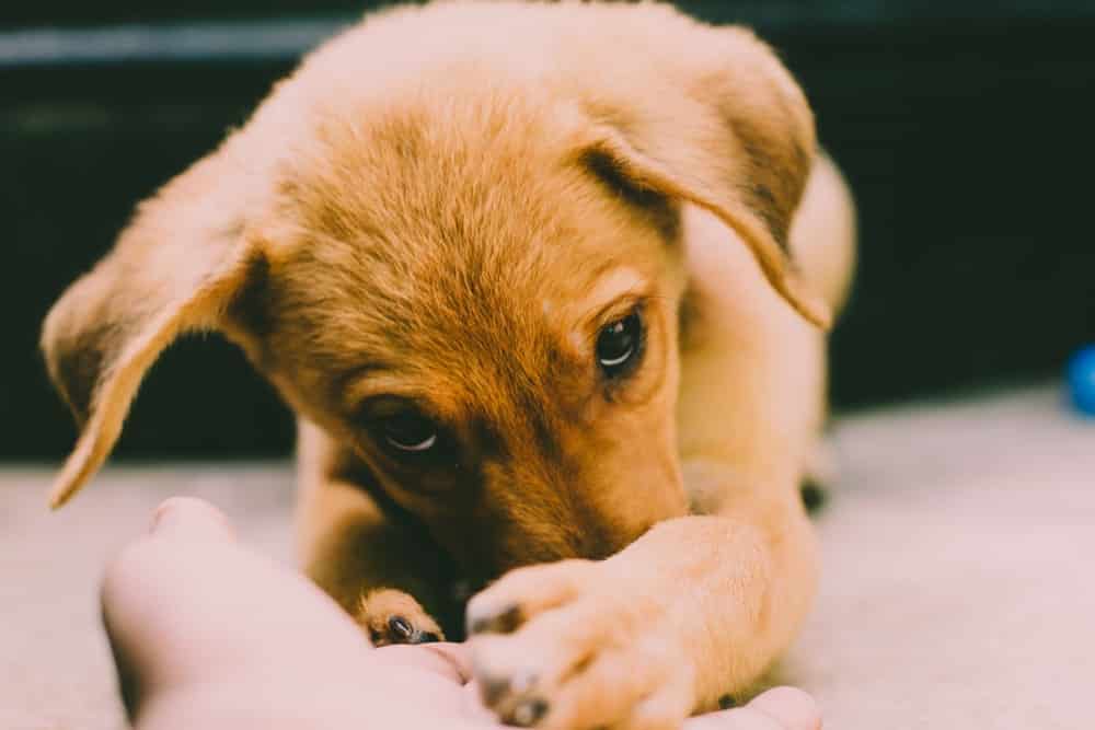 Hydrocephalus in Dogs | Water on the Brain in Dogs and Puppies