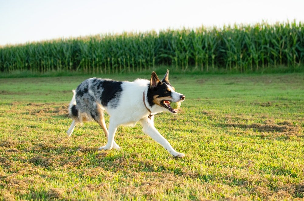 Pet Insurance in Indiana | Compare Plans and Prices