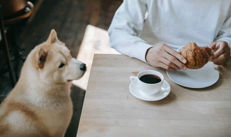 5 foods that could make your dog sick