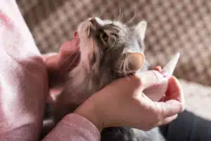 a cat owner giving their fluffy gray cat topical flea and tick prevention medication.