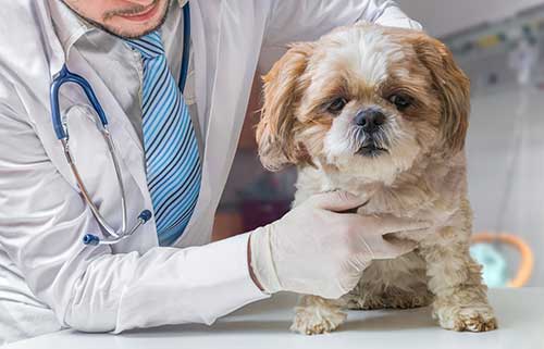 Heart Murmur  Dog Heart Issues and Treatment Cost