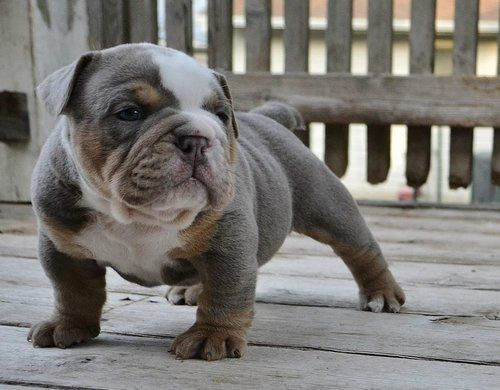 What is the difference between the Old English bulldog and the English bulldog?